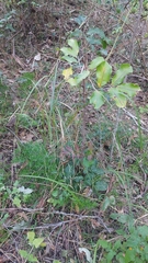 Cupaniopsis anacardioides