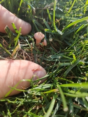 Panaeolus foenisecii