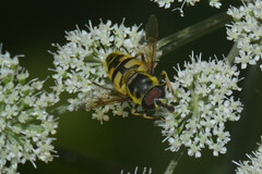 Myathropa florea