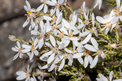 Olearia brachyphylla