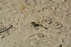 Onychogomphus forcipatus