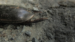 Cybister lateralimarginalis