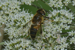 Eristalis pertinax