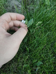Arabidopsis arenosa