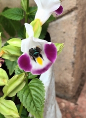 Zonamegilla