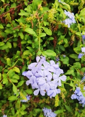 Plumbago auriculata