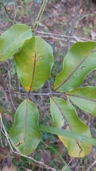 Cupaniopsis anacardioides
