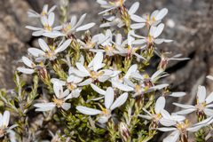 Olearia brachyphylla