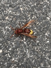 Vespa orientalis