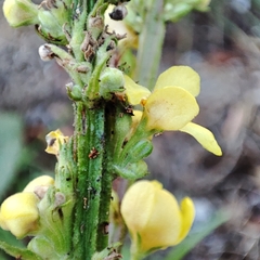 Verbascum nigrum