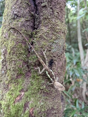 Diploderma polygonatum xanthostomum