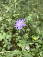 Knautia dipsacifolia
