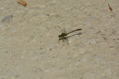 Onychogomphus forcipatus