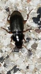 Harpalus rufipes