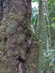 Diploderma polygonatum xanthostomum