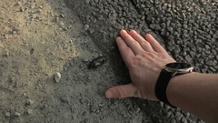 Cybister lateralimarginalis