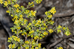 Pimelea serpyllifolia