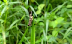 Neorthacris