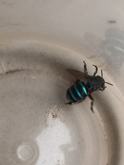 Zonamegilla