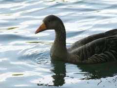 Anser anser
