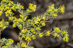 Pimelea serpyllifolia