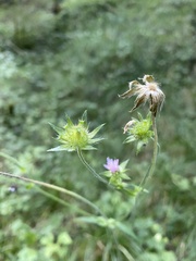 Knautia dipsacifolia