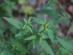 Bidens tripartita