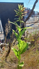 Campanula lactiflora