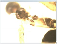 Entelecara acuminata