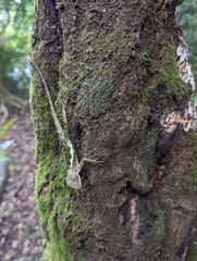 Diploderma polygonatum xanthostomum