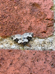 Xanthorhoe fluctuata