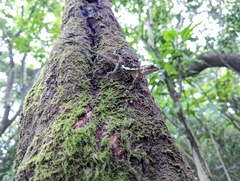 Diploderma polygonatum xanthostomum