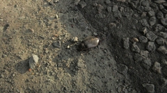 Cybister lateralimarginalis