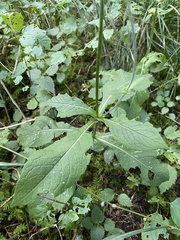 Knautia dipsacifolia