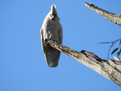 Cacatua sanguinea