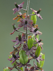 Veratrum