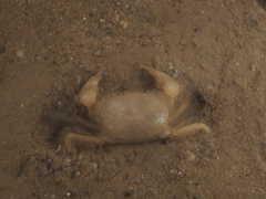 Typhlocarcinops decrescens