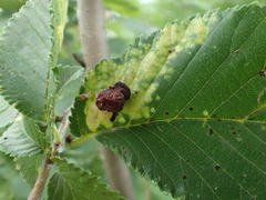 Tetraneura