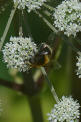 Eristalis intricaria