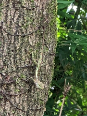 Diploderma polygonatum xanthostomum