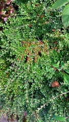 Cotoneaster horizontalis