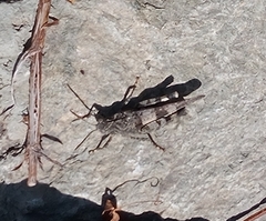 Oedipoda