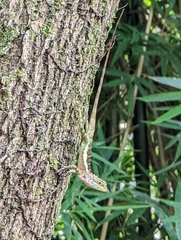 Diploderma polygonatum xanthostomum