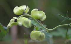 Aconitum anthora
