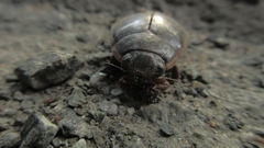 Cybister lateralimarginalis