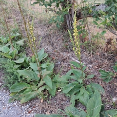 Verbascum nigrum