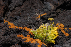 Astydamia latifolia