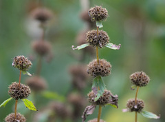 Phlomoides tuberosa