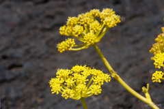 Astydamia latifolia