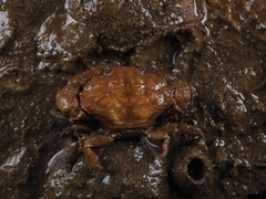 Macromedaeus distinguendus